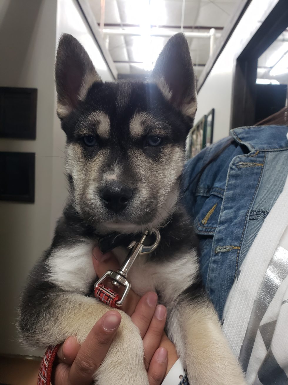 High Prairie Veterinary Services Gallery Vet Clinic In Colstrip