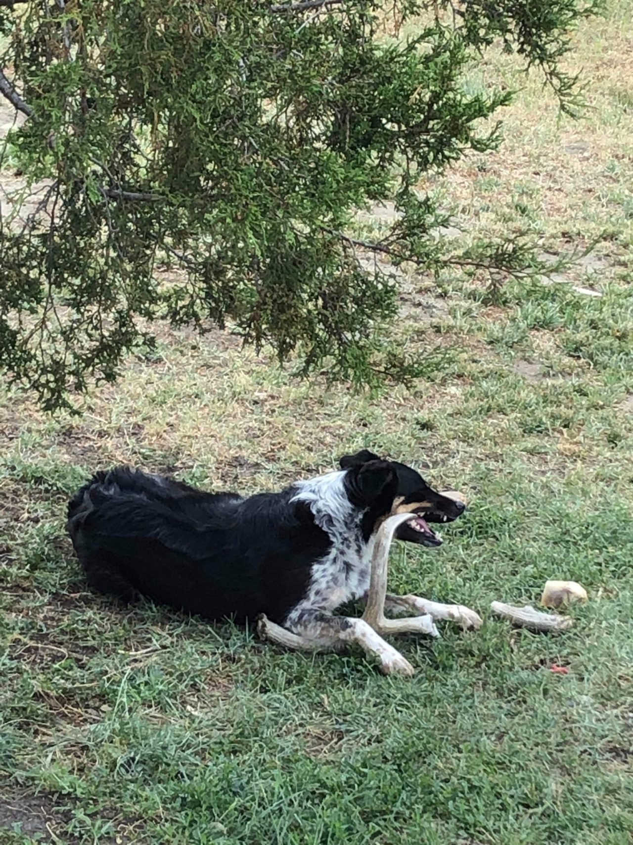 High Prairie Veterinary Services Gallery Vet Clinic In Colstrip