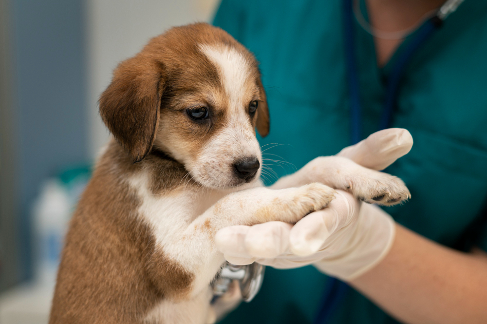 about our veterinary practice  Wolf Point, MT